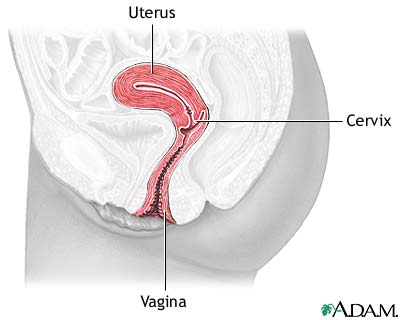 Normal anatomy
