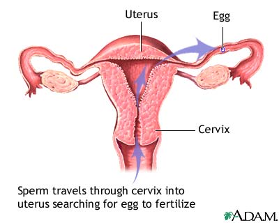 Pathway of sperm