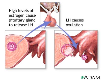 Release of LH