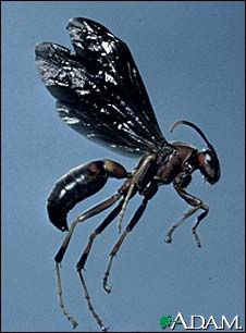 Wasp