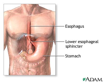 Normal anatomy