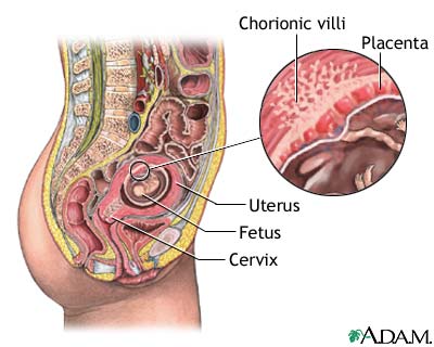 Normal anatomy