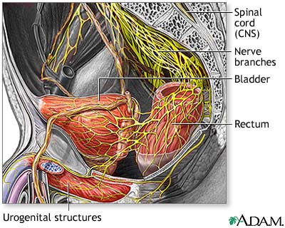 Nerve supply to the pelvis