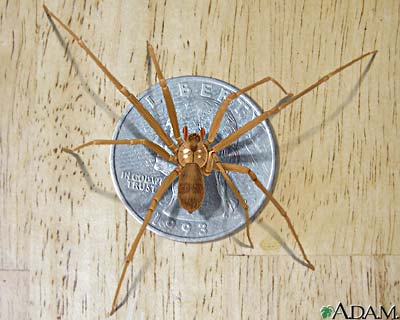 Brown recluse spider