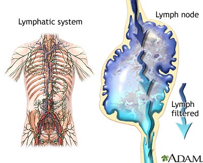 Lymphatic system