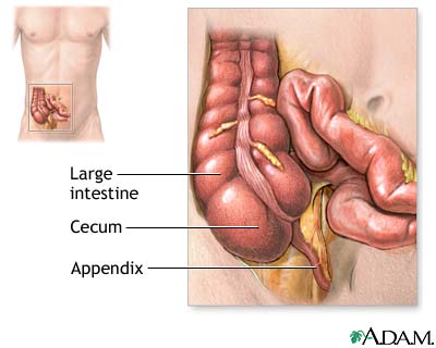 Normal anatomy