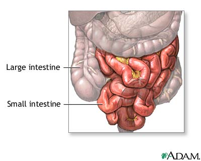 Normal anatomy