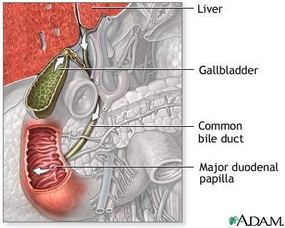 Bile pathway