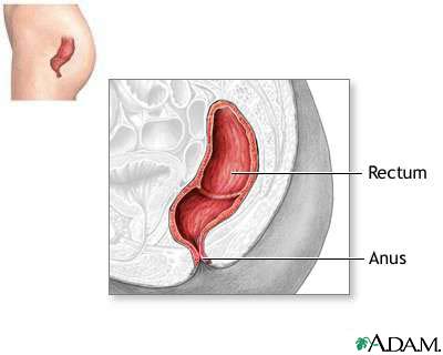 Rectum