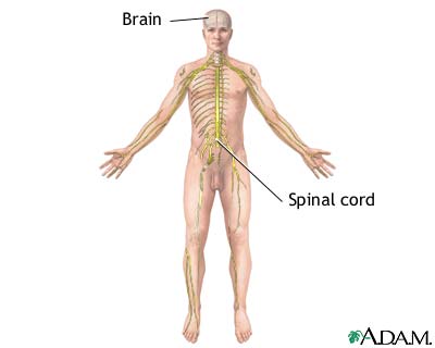 Nervous system