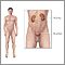 Male urinary system