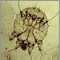 Scabies mite, photomicrograph