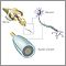 Myelin and nerve structure