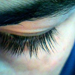 Eyelashes.jpg