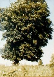 File:365 days tree.ogg