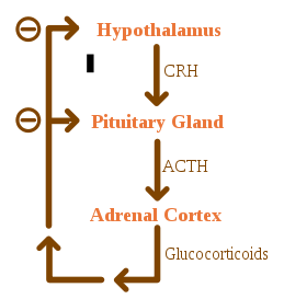 File:ACTH Negative Feedback.svg