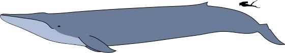 File:Blue whale size.svg