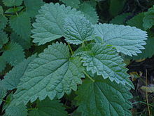 The dark green dentated elliptic leafs of a nettle