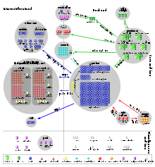 Diagram showing flow of data between Wikipedia's servers. Twenty database servers talk to hundreds of Apache servers in the backend; Apaches talk to fifty squids in the frontend.