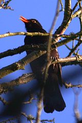 Blackbird tree.jpg