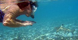 A snorkeler on the left looks at a small nearby shark, which is swimming away