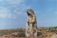 speckled ground squirrel