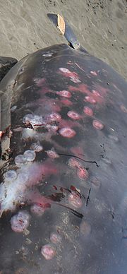 The flank of a stranded whale, showing several round scars