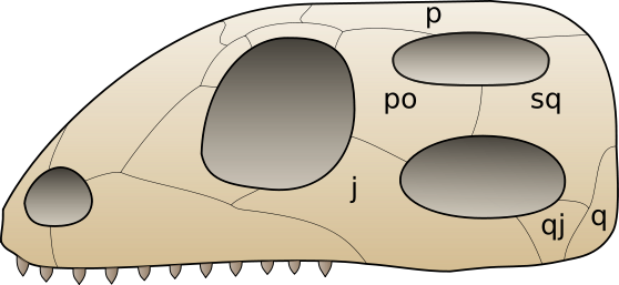 File:Skull diapsida 1.svg