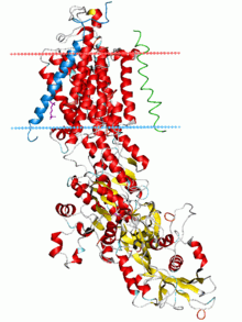 Cartoon diagram of the sodium–potassium pump drawn vertically imbedded in a schematic diagram of a lipid bilayer represented by two parallel horizontal lines. The portion of the protein that is imbedded in the lipid bilayer is composed largely of anti-parallel beta sheets.  There is also a large intracellular domain of the protein with a mixed alpha-helix/beta-sheet structure.