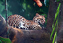 Ocelot 01.jpg