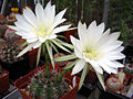 Echinopsis boyuibensis1PCJO.jpg