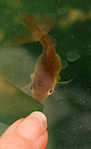 Curled gill goldfish.jpg