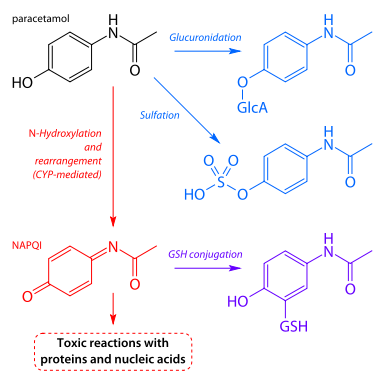 File:Paracetamol metabolism.svg