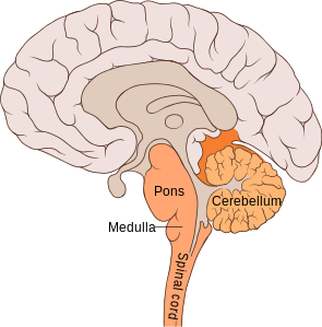 File:Brain bulbar region.svg