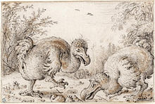 Sketch of three Dodos, two in the foreground, one in the distance