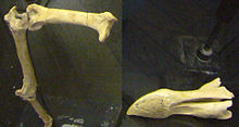 Fragmentary leg and skull bones of a Dodo