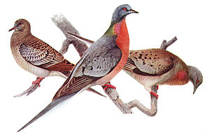 Juvenile (left), male (center), female (right), by Louis Agassiz Fuertes