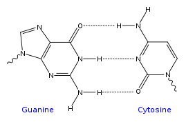 GC DNA base pair.svg