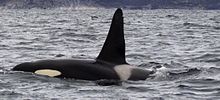 Back and dorsal fin of killer whale projecting above the sea surface, including the grey saddle patch and part of the white eye patch: The dorsal fin rises steeply to a rounded point.