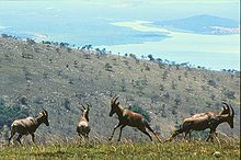 Photograph depicting four Topis on a hillside in Akagera, with another hill and a lake visible in the background