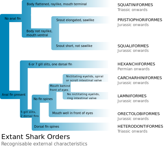 File:Extant Shark Orders.svg