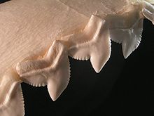 The serrated teeth of a tiger shark, used for sawing through flesh