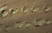 Indentations of roundish footprints with claw or toe marks in tan-colored rock