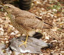 A Sparrowhawk standing on and plucking a large grey bird