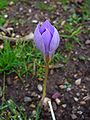 Crocus sativus 002.JPG