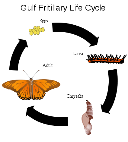 File:Gulf Fritillary Life Cycle.svg