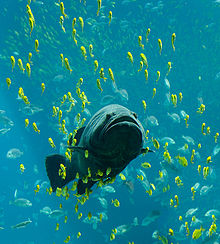 A giant grouper at the Georgia Aquarium, seen swimming among schools of other fish