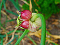 Allium sativum 003.JPG