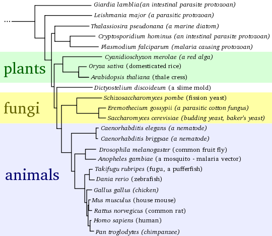 File:Eukaryote tree.svg