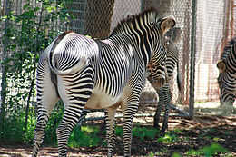 Equus grevyi in zoo2.jpg